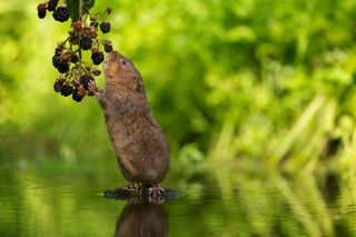 A wild water vole reaching up to eat some juicy blackberries