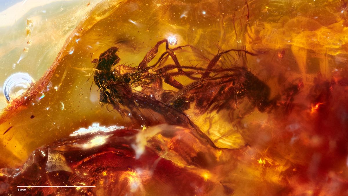 This rare example of &quot;frozen behavior&quot; in the fossil record preserves two mating, long-legged flies in honey-colored amber from Victoria, Australia.