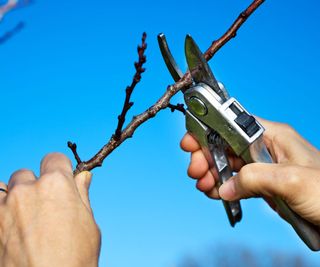 Pruning the branch of an apricot tree with pruning shears
