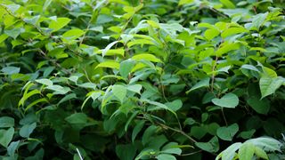 Japanese knotweed growing in a British woodland