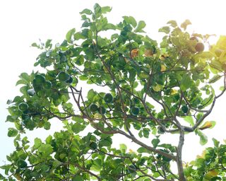 Avocado tree branch with fruits on white sky background