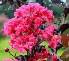 Pink Flowered Crepe Myrtle Tree