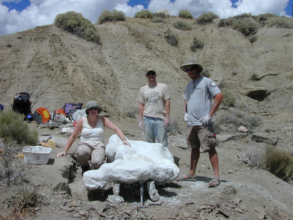 nasutoceratops skull in plaster
