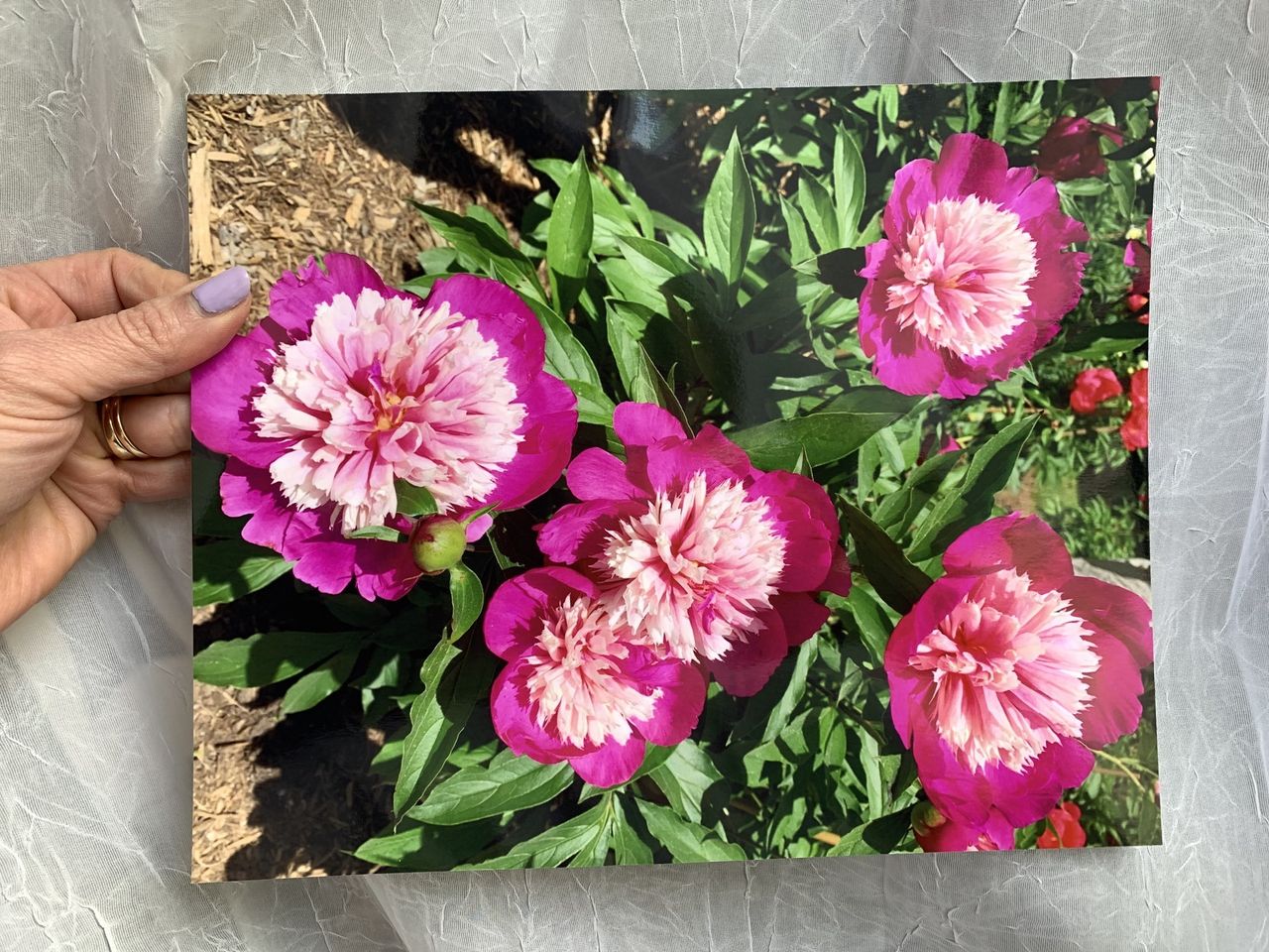 Costco Photo Printing