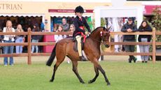 Izzy Walker riding the winner of the 138cm novice show pony class, Helen Davies&rsquo; Wadacre Tigger, who went on to stand novice show pony champion at Royal Windsor Horse Show