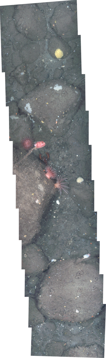 habcam, ocean habitat, marine life images