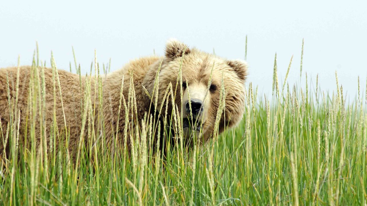 bear hiding in tall grass