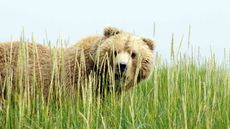 bear hiding in tall grass