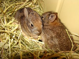 cottontail rabbit kittens