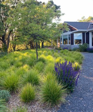 xeriscape with grasses designed by Chris Jacobson