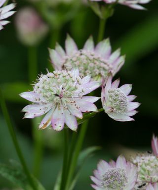 astrantia flowers