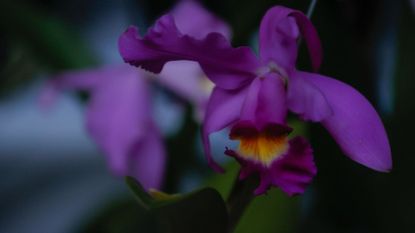 close-up of orchid bloom