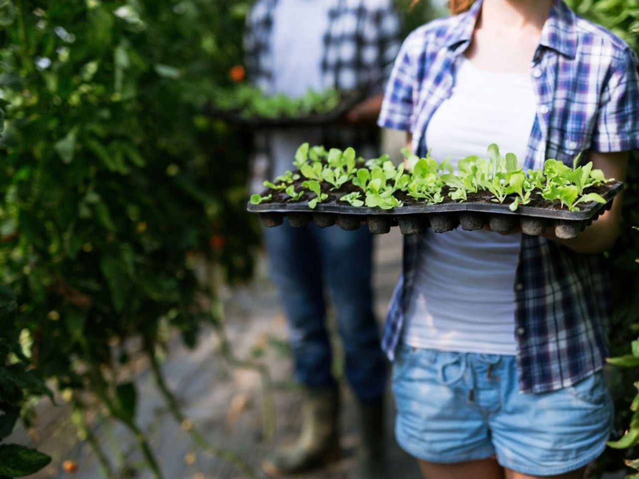 Two Gardeners Holding Trays Of Tiny Individually Potted Seedlings