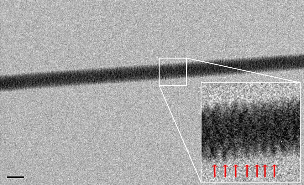 DNA Directly Photographed for First Time | Live Science