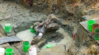 The remains of a mastodon skull with a broken tusk attached sits in a water-filled excavation pit surrounded by green buckets.