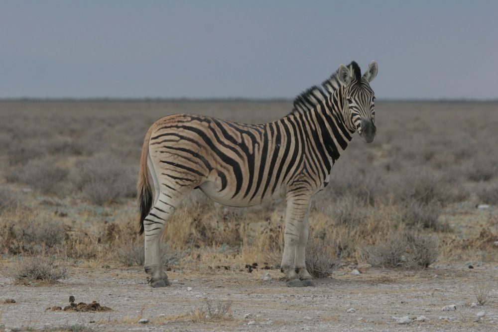 In Photos Why Zebras Have Black and White Stripes Live Science