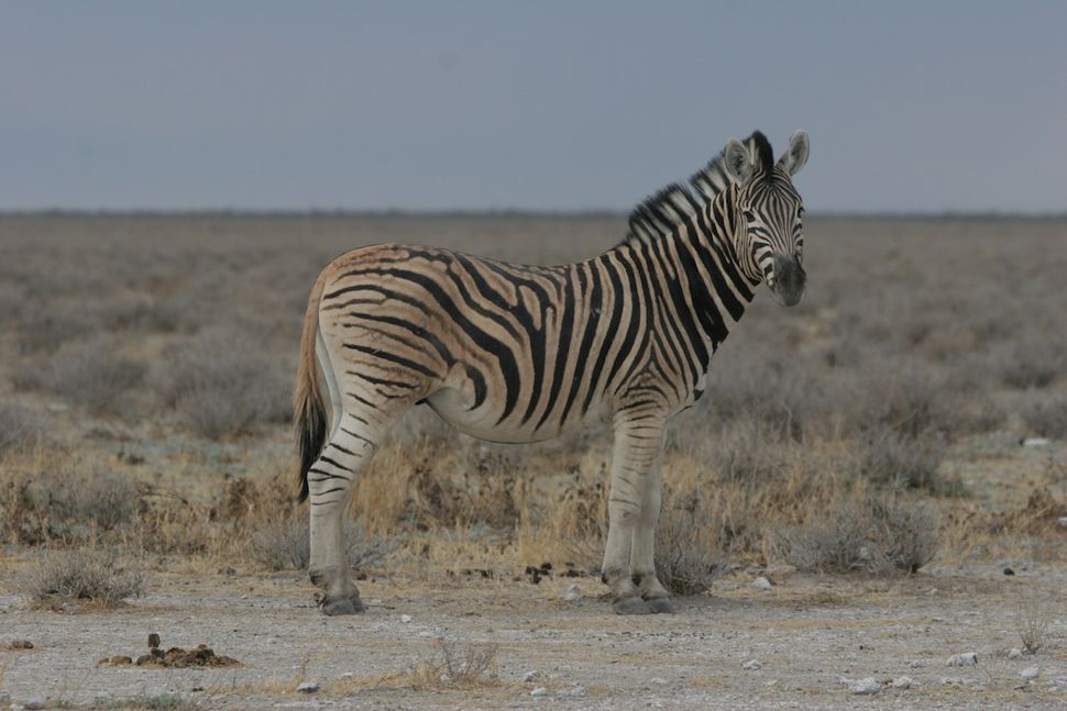 In Photos: Why Zebras Have Black and White Stripes | Live Science