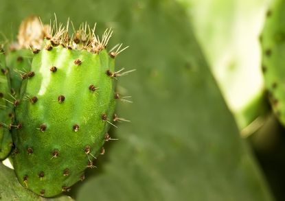 Green Plant With Glochid Spines