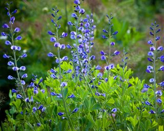 False indigo blue flowers