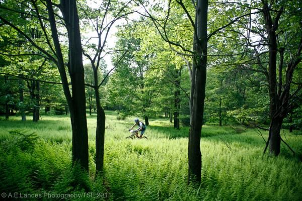 Sea of ferns at the Trans-Sylvania Epic