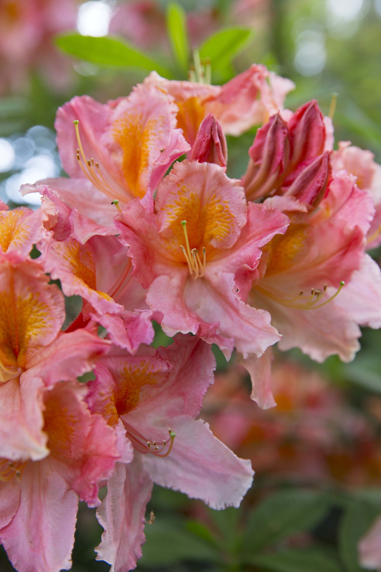 colourful flower