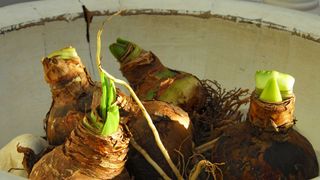 bowl of amaryllis bulbs