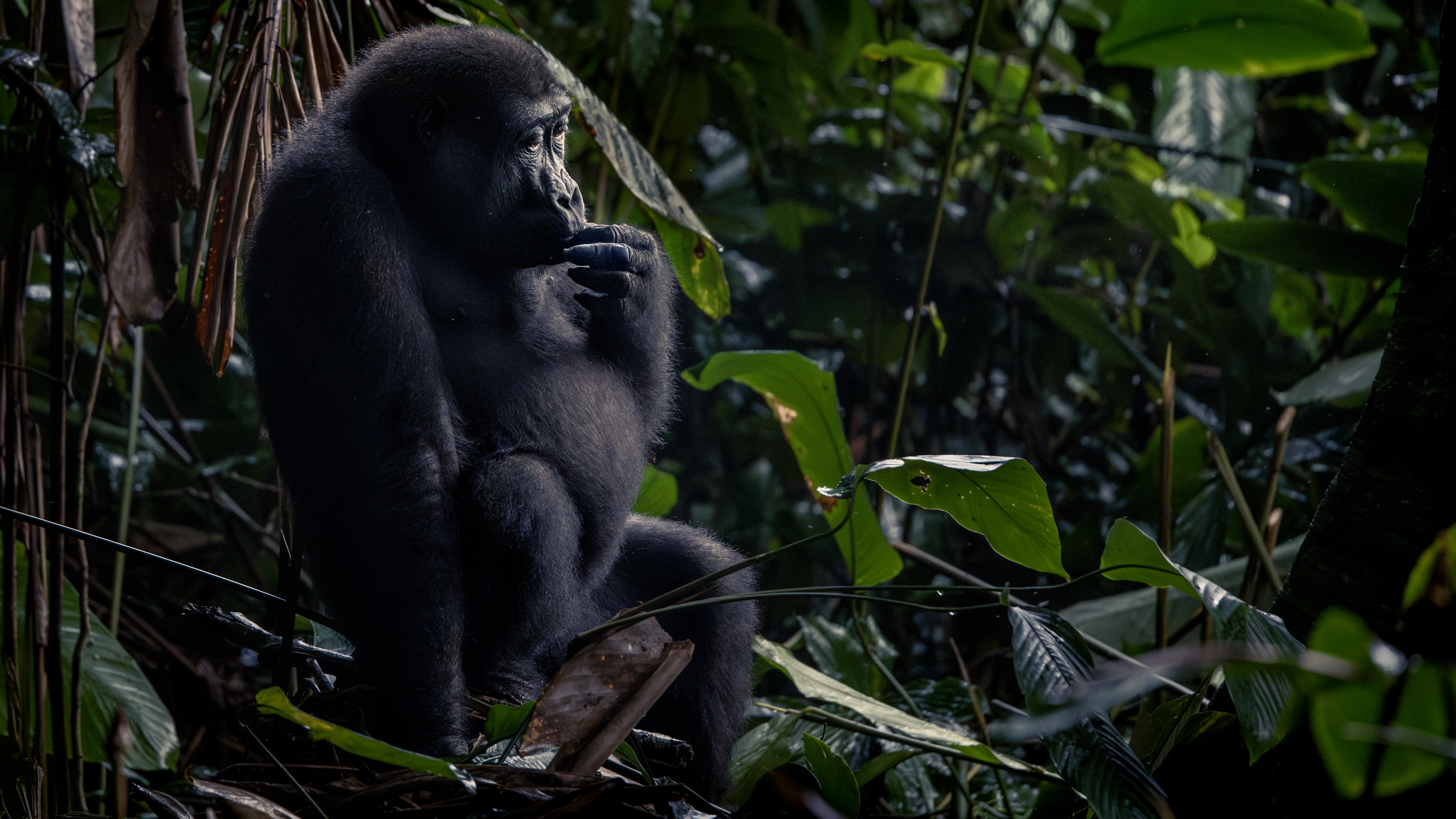 A thoughtful-looking gorilla in Odzala-Kokoua National Park, in the Republic of the Congo