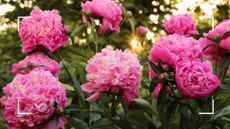 picture of peony bush with pink flowers to ask should you deadhead peonies after flowering