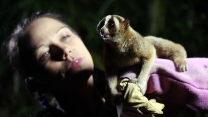 Programme Name: Natural World - TX: n/a - Episode: n/a (No. n/a) - Embargoed for publication until: n/a - Picture Shows: Primatologist with Loris Anna Nekaris - (C) Icon Films - Photographer:
