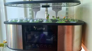 Letpot hydroponics grow system seedlings