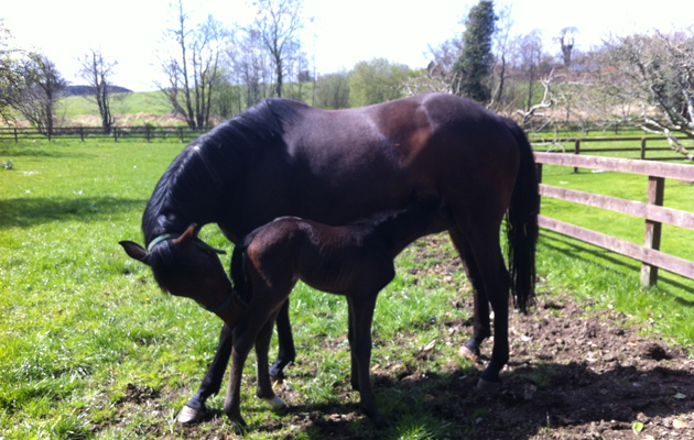 lexifoal