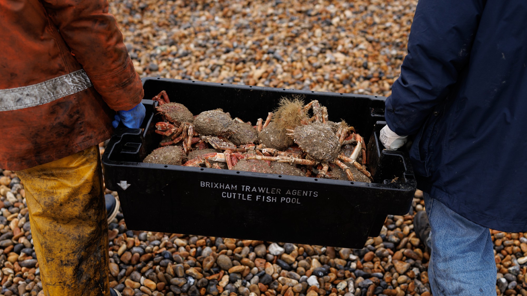 Fisherman bring in a crate of spider crabs ashore in Hastings, England