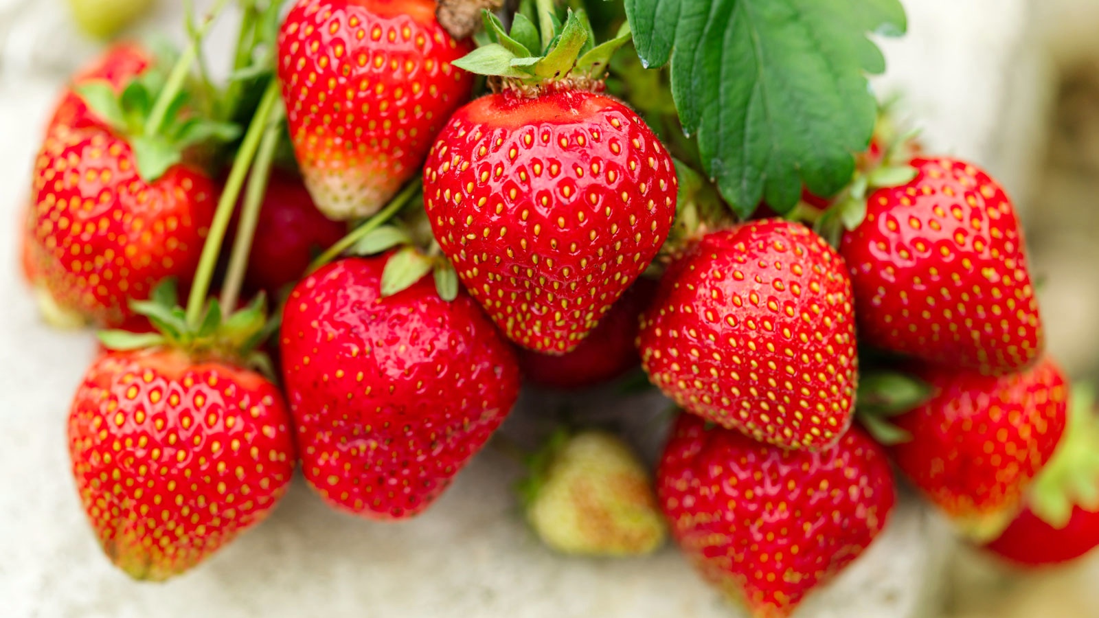 red strawberry fruits at harvest
