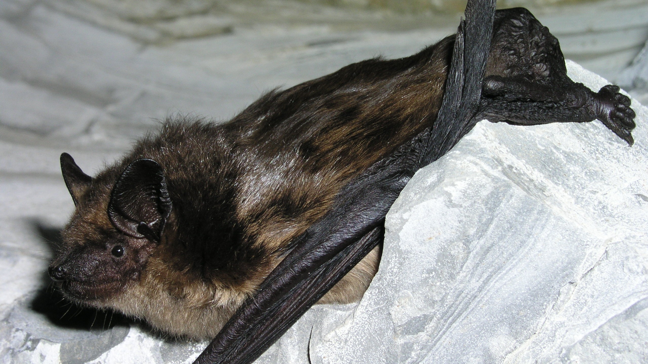 A serotine bat with brown and black fur clinging to rocks.