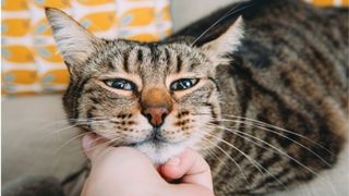 How to make your cat love you