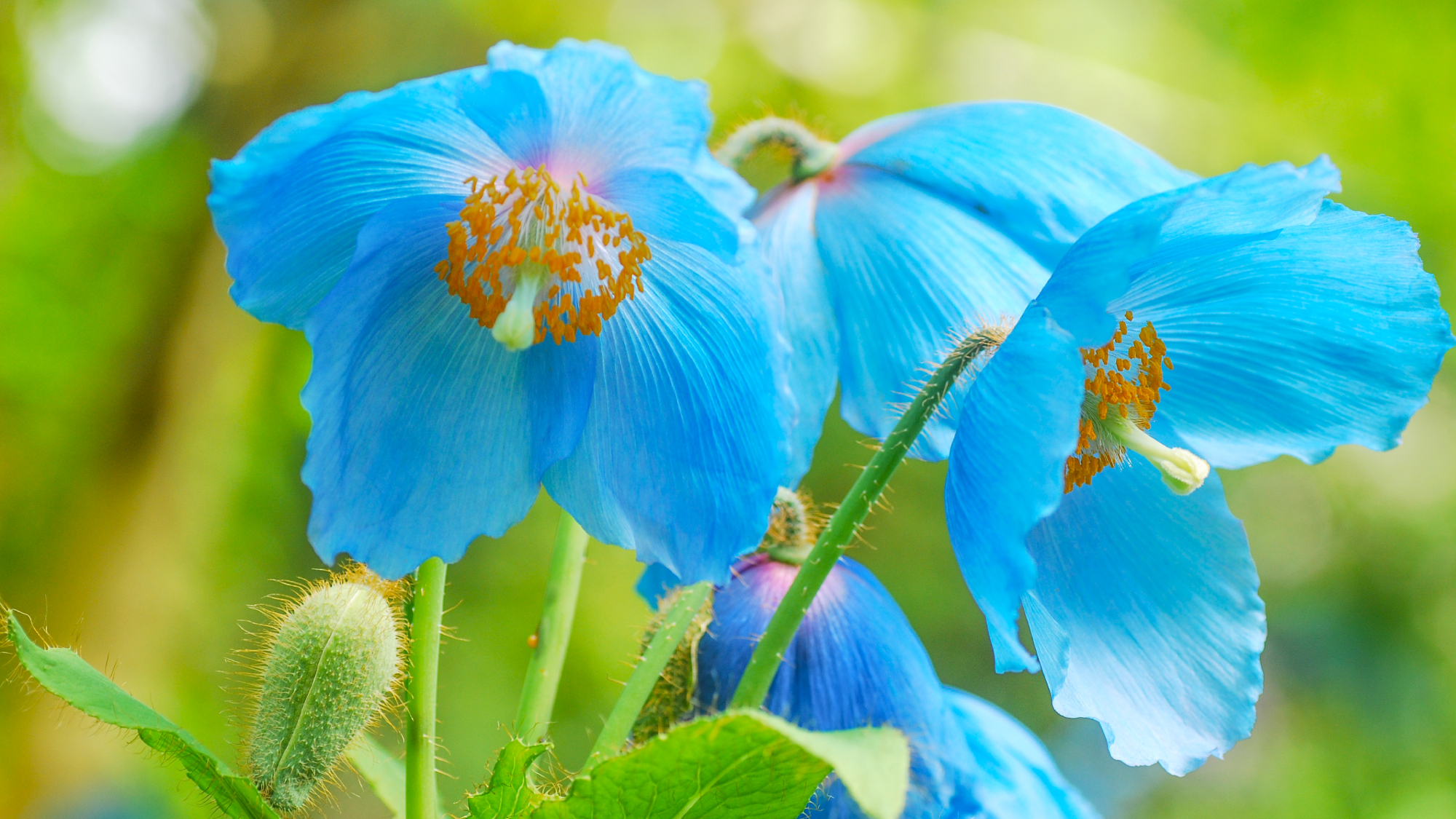 himalayan blue poppy 