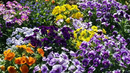 multicolor pansies growing in a garden