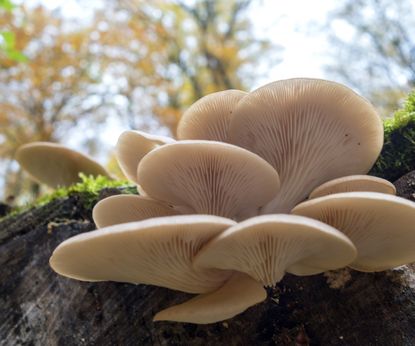 How to grow oyster mushrooms: 4 methods for indoors and out | Homes ...