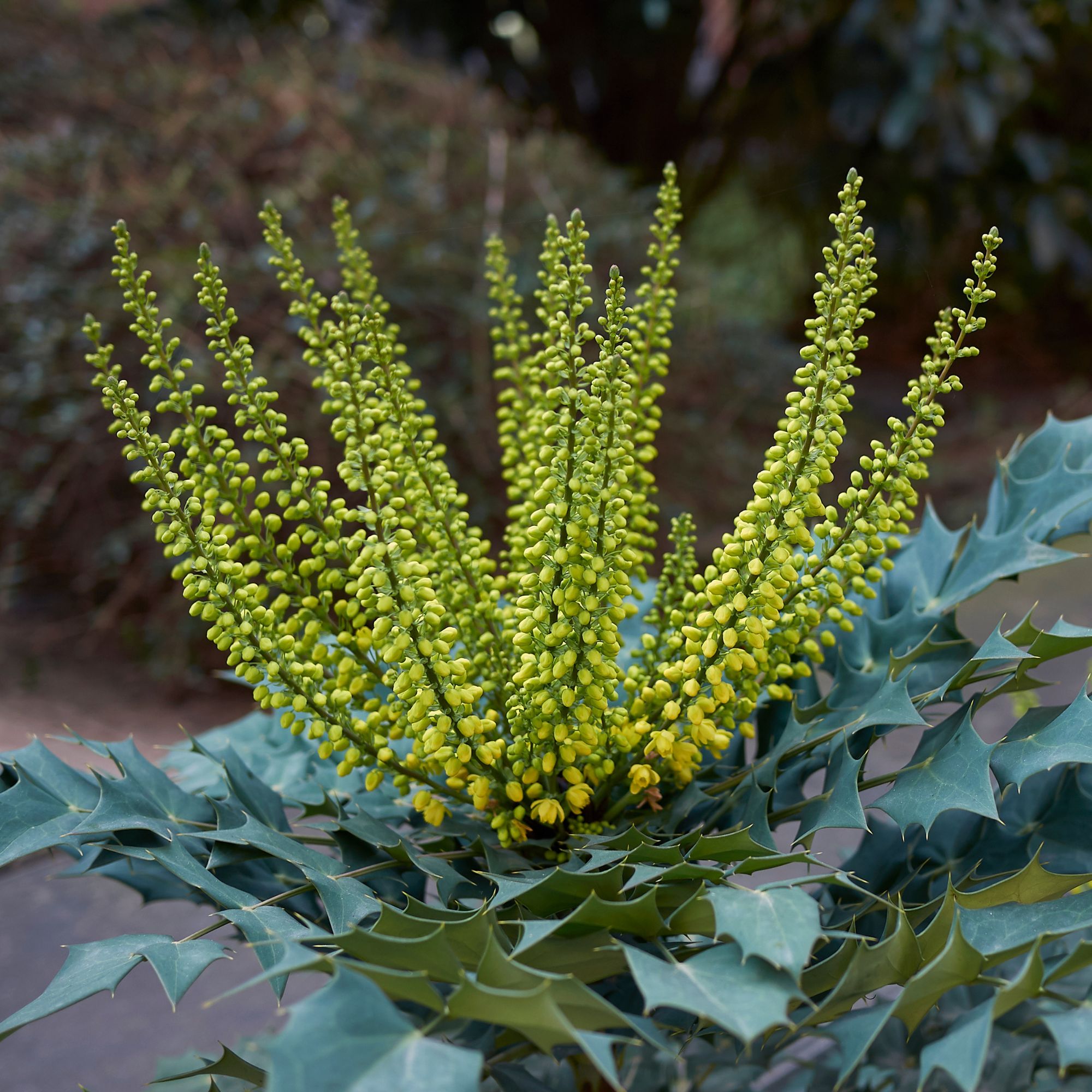 Yellow flowering Mahonia x media shrub