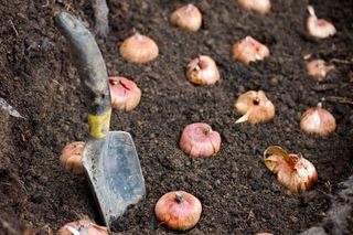 Bulbs laid out in prepared soil with gardening trowel