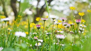 Buttercups and daisies are poisonous plants for guinea pigs