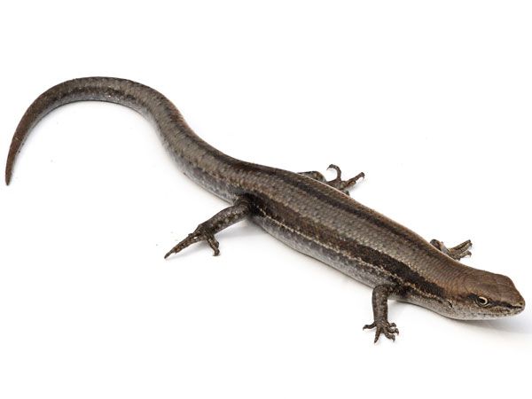 garden skink lizard, a species&#039; behavior may explain why it is or isn&#039;t successful as an invasive species