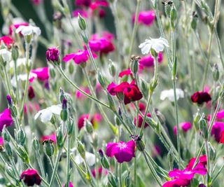 Lychnis coronaria, prink and white flowers
