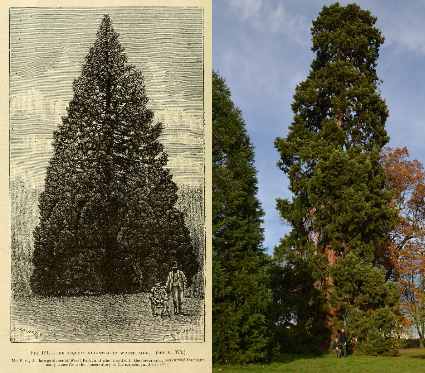 The Wrest Park Christmas tree past and present.