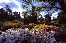 uk pinotage vineyard
