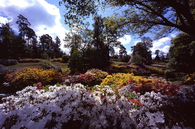 uk pinotage vineyard
