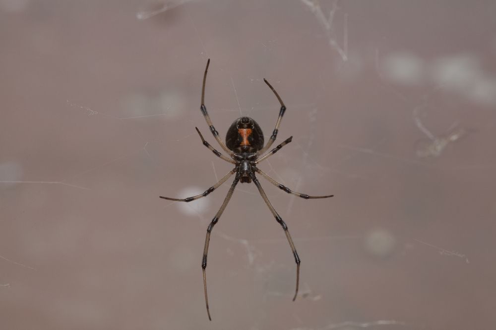 A spider sits in the center of its web.