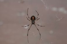 A spider sits in the center of its web.