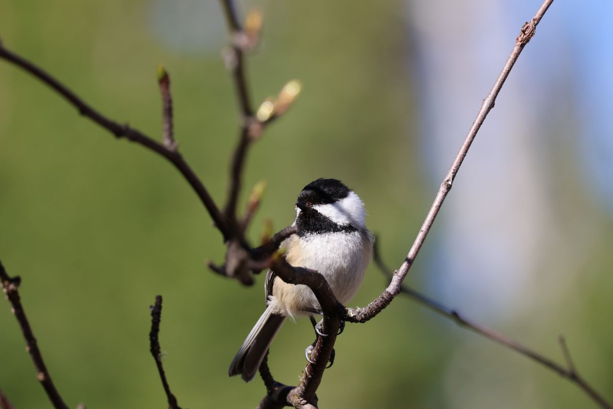 Wildlife photography samples taken with the Canon EOS R10