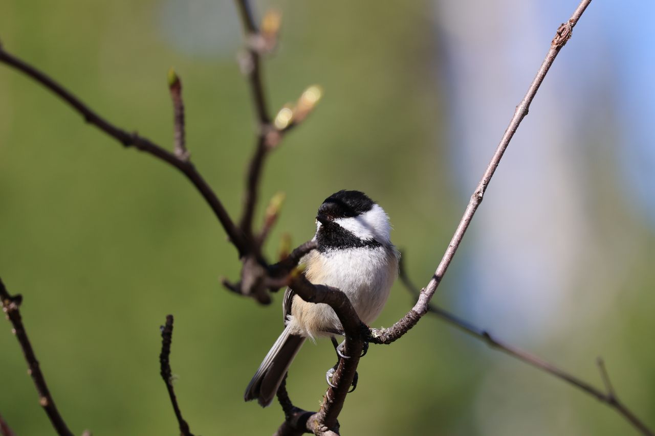 Wildlife photography samples taken with the Canon EOS R10